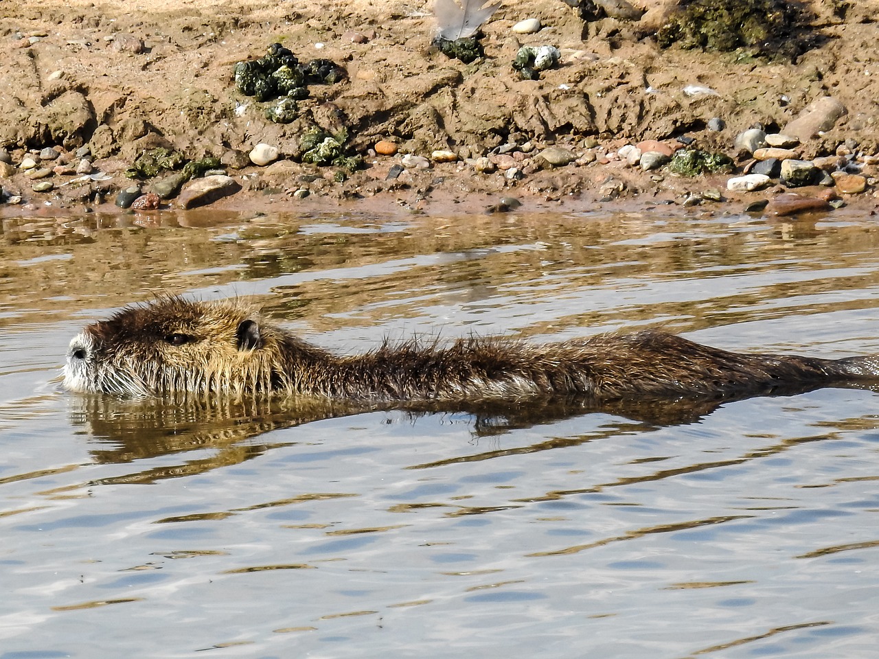 Alien Invasion: How Invasive Species Threaten Biodiversity